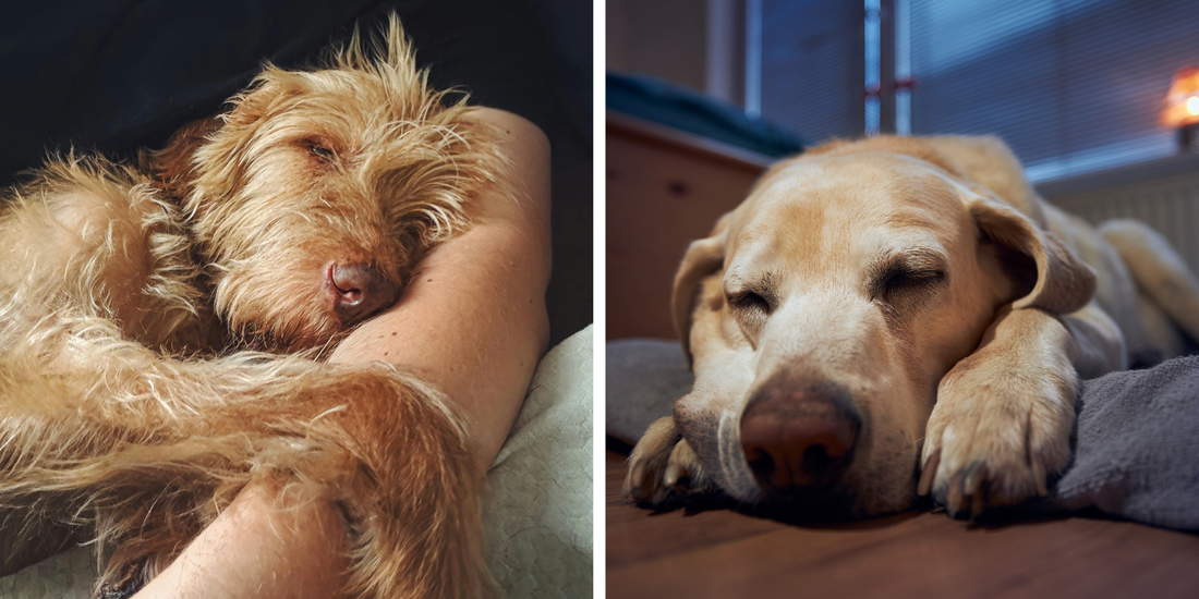 Top Tips to Keep Your Dog Calm This Firework Season