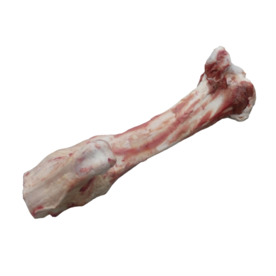 Raw Jurassic Bone