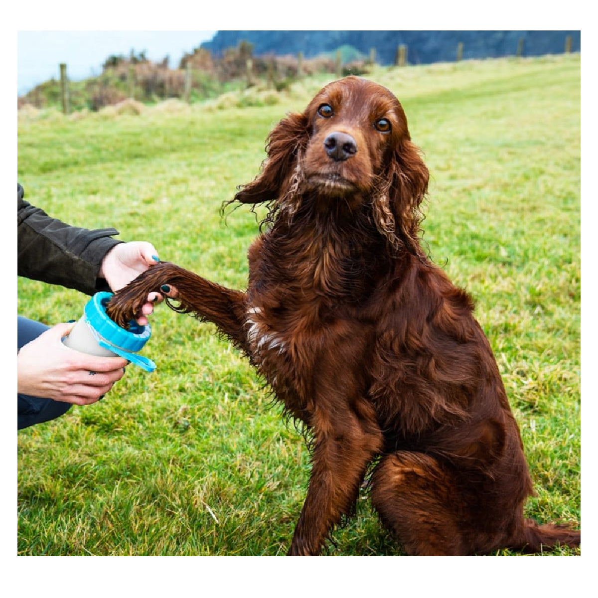 HW Pet Paw Cleaner