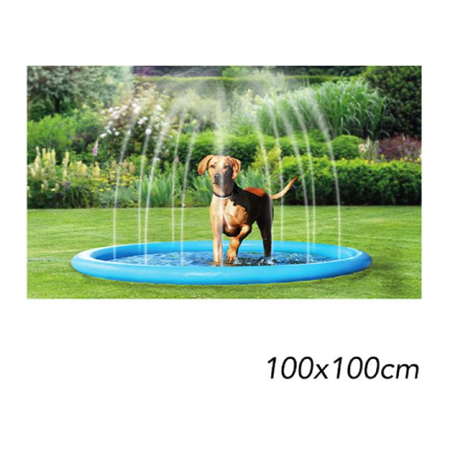 Summer Dog toy