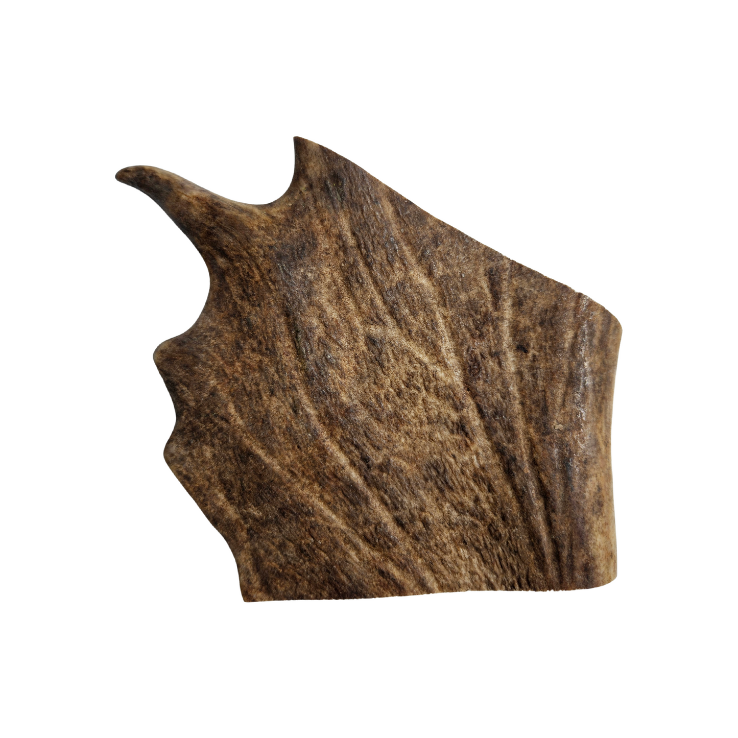 Fallow Antler - Medium