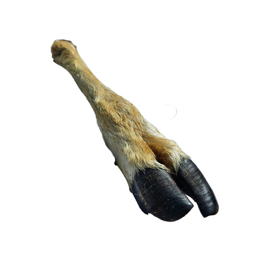 Goat Trotter with fur - natural chew for dog