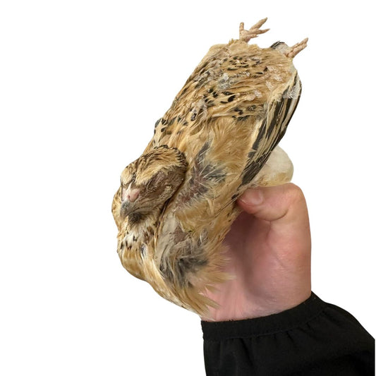 Day Old Quail x 50