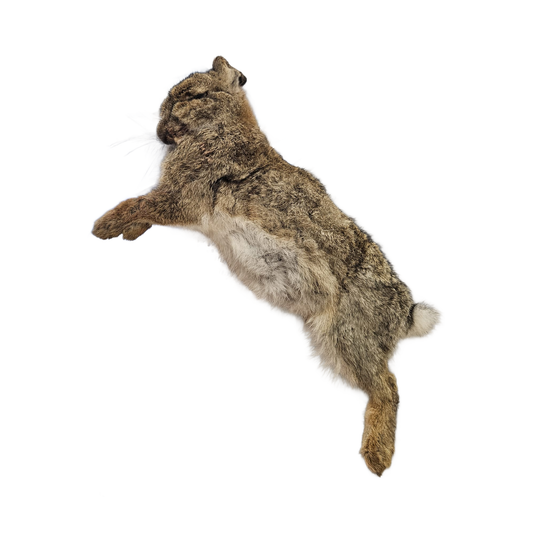 Raw Wild Rabbit
