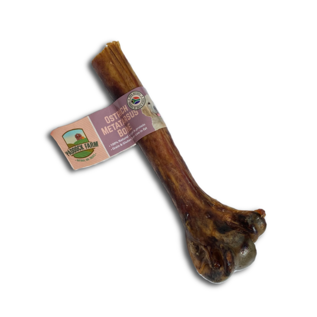 Ostrich Metatarsus Bone