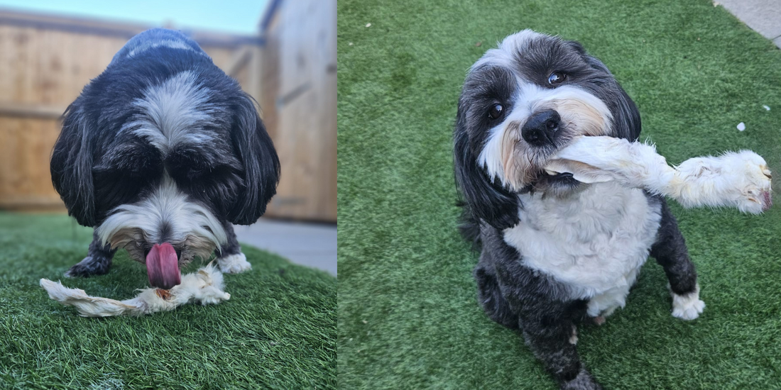 Why Natural Rabbit Ears with Fur Make Perfect Treats for Your Dog