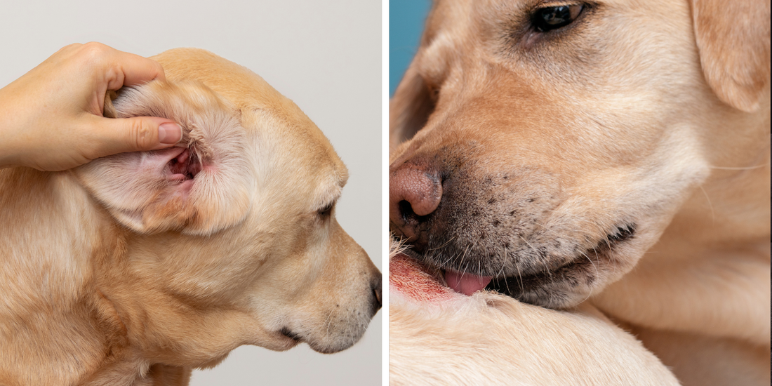 Skin Issues In Dogs: What Causes Them And How Natural Supplements Can Help