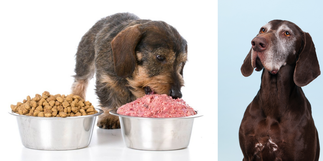 Why Raw? The Surprising Benefits of Raw Pet Food