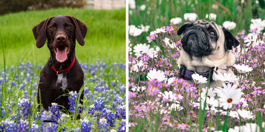 Understanding Dog Allergies &amp; Natural Remedies to Help Soothe Them