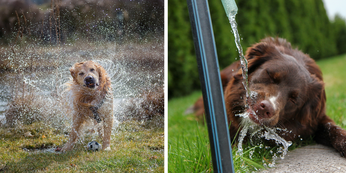 Beat the Heat: Fun Ways to Keep Your Dog Cool This Summer