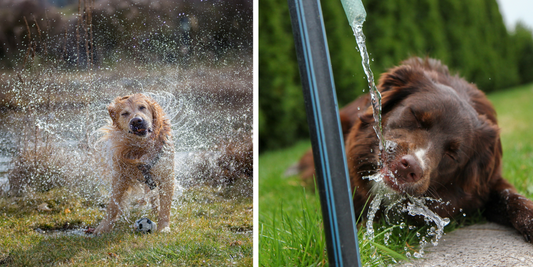 Beat the Heat: Fun Ways to Keep Your Dog Cool This Summer