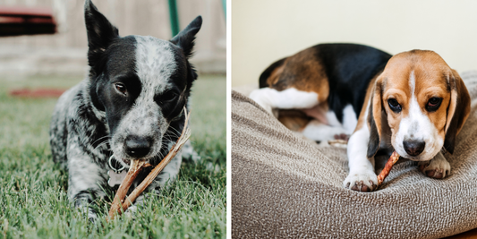 Chew on This: Why Natural Chews Should Be a Staple in Your Dog’s Diet