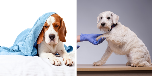 Natural Ways to Support Your Dog After Antibiotics