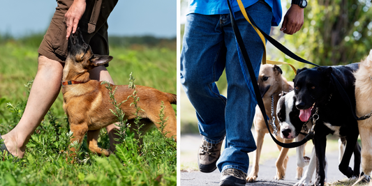 Calling All Dog Trainers in Bristol – Let’s Work Together!