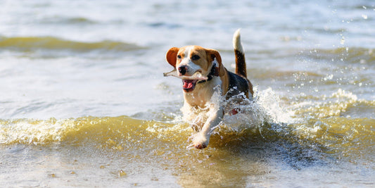 Fish in Your Dog's Diet: A Guide for Bristol Pet Owners