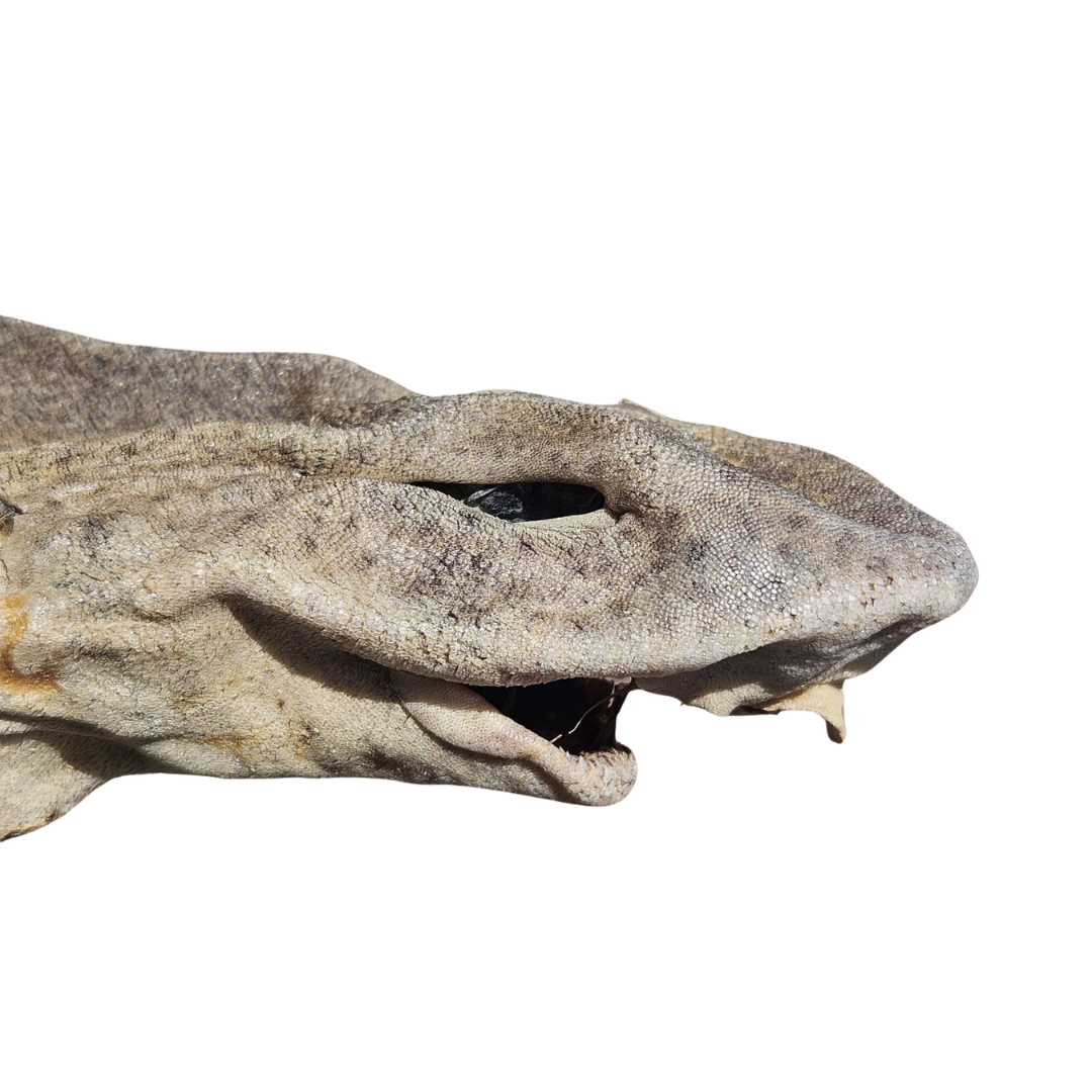 Whole Dogfish (shark) 1pc