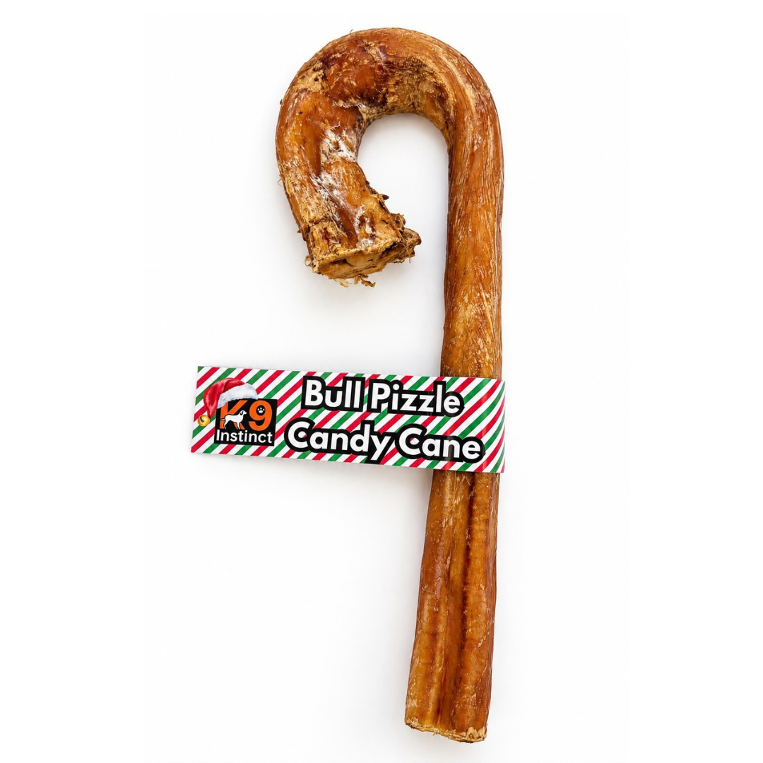 Bull Pizzle Candy Cane 1pc