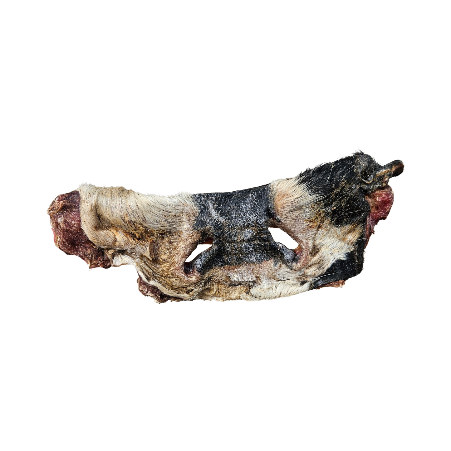 Beef Nose with fur - natural chew for dog