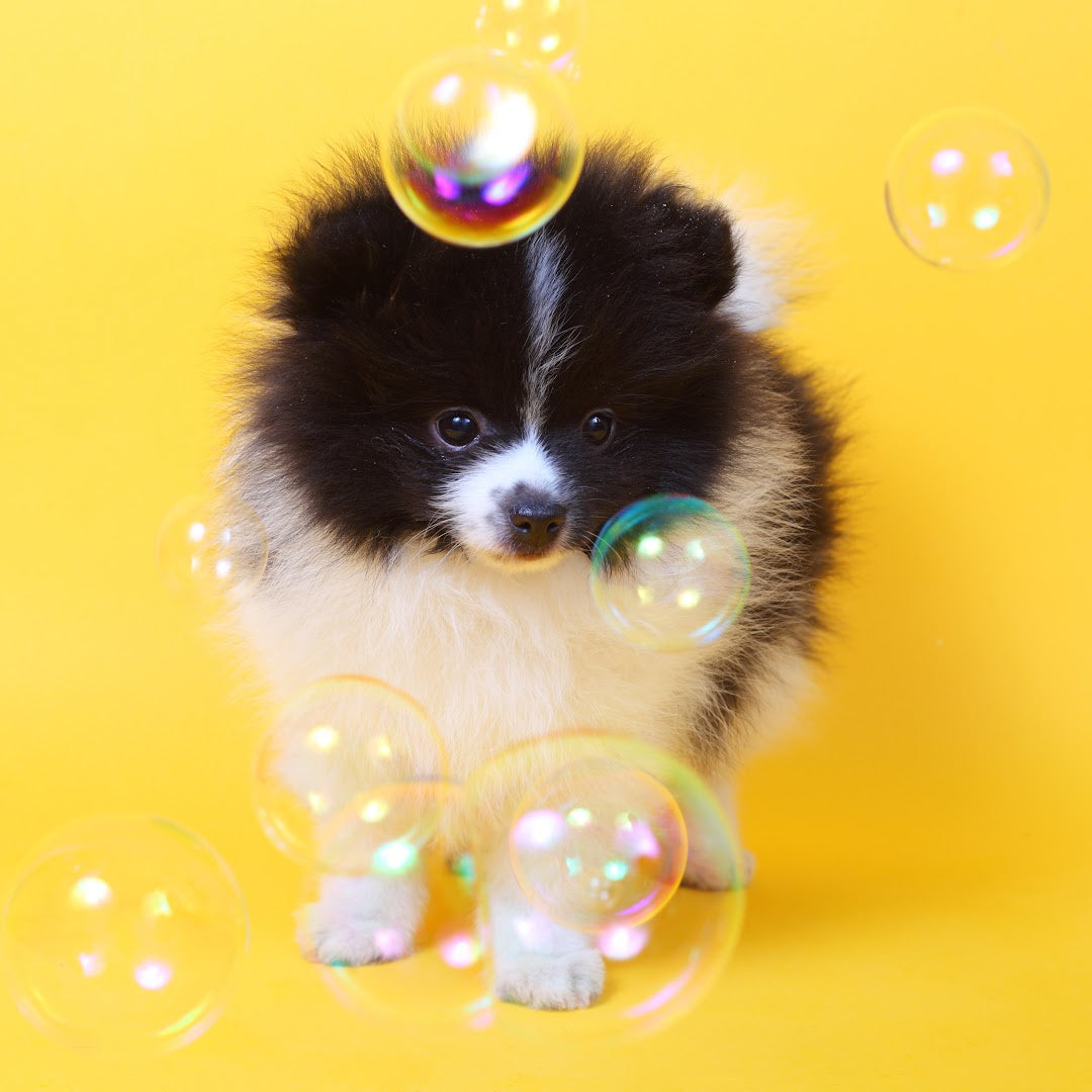 Dog bubbles deals