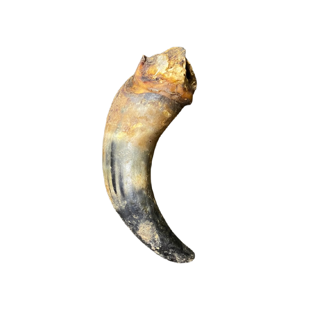 Beef Horn